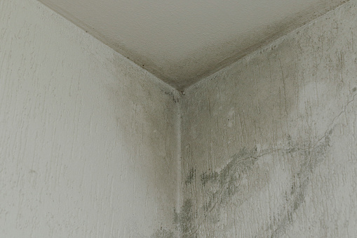 Taches de moisissure au plafond et aux murs